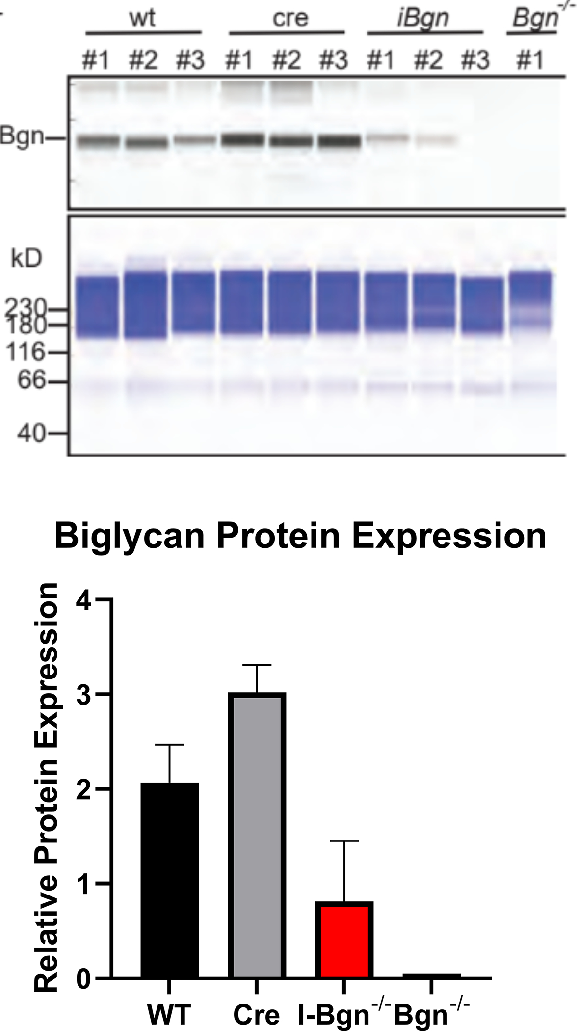 Figure 1 –