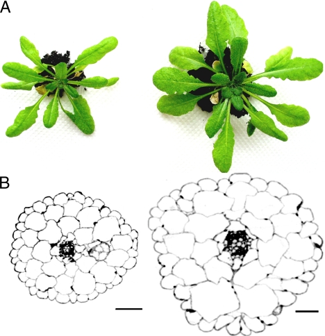 Fig. 5.