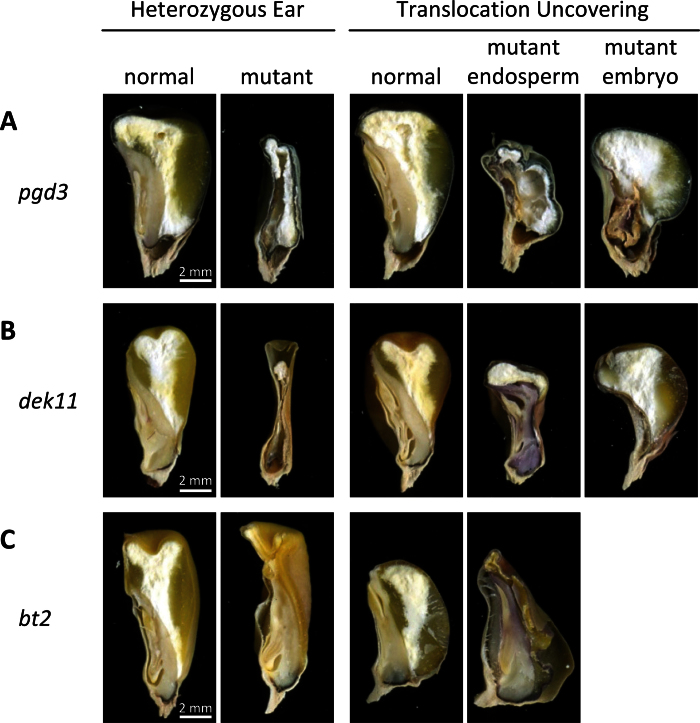 Fig. 3.