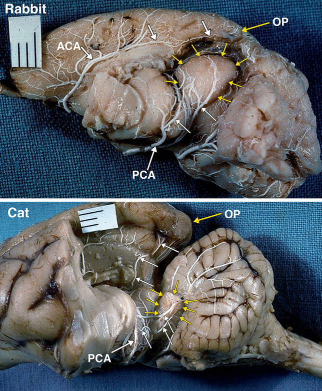 Fig. 8