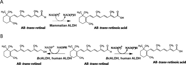 FIG 1