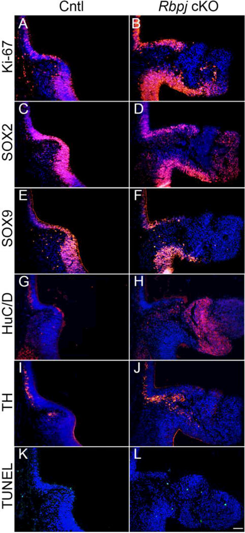 Fig. 3: