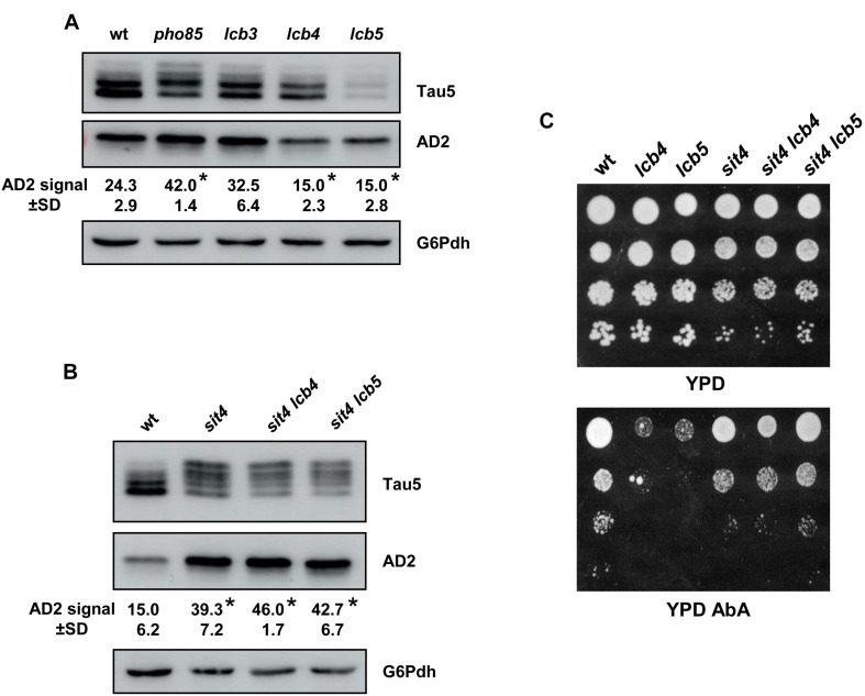 FIGURE 6