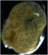 Fig 5