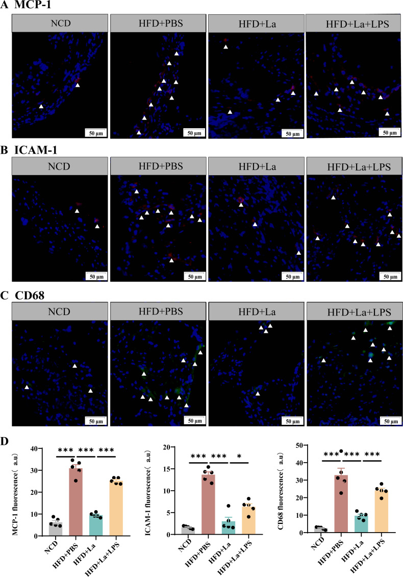 Immunofluorescence images feature expression and localization of MCP-1, ICAM-1, and CD68 proteins in aortic roots. Graphs quantify the fluorescence intensity of these proteins with HFD+La+LPS having lower expression than HFD+PBS group.