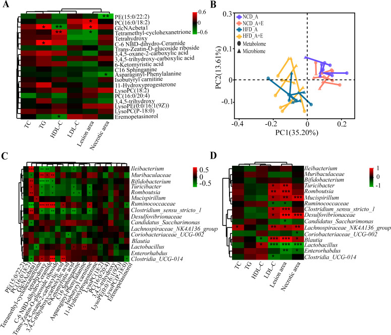 Heatmaps illustrate correlations between metabolites and physiological parameters and interactions among gut bacteria in diet groups. PCoA plot features samples forming distinct lines of microbiome and metabolome based on diet and eIF6 deficiency.