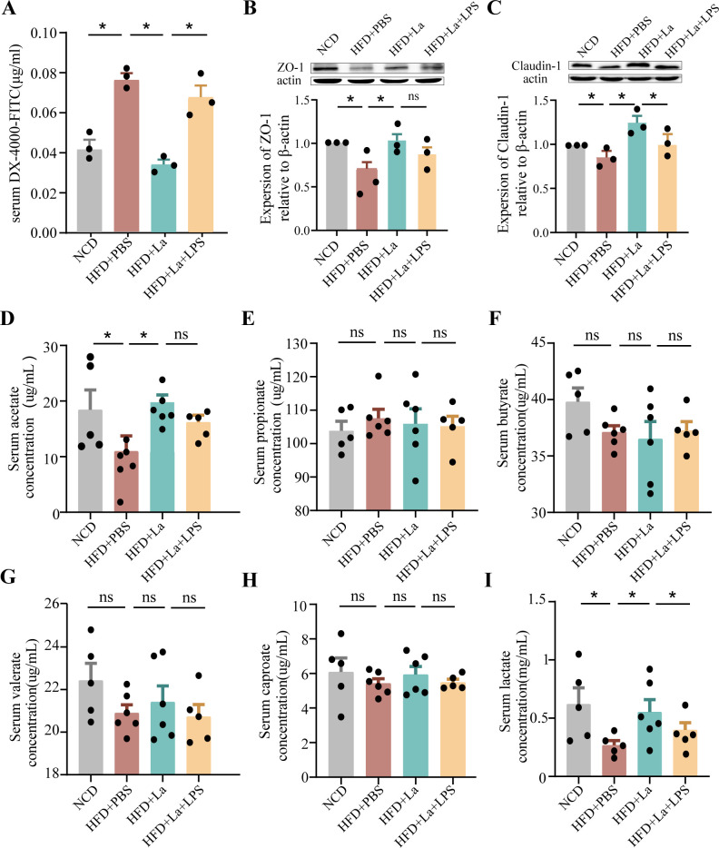 L. acidophilus supplementation increases serum DX-4000-FITC concentration and upregulates ZO-1 and Claudin-1 expression and serum concentrations of valerate, acetate, and butyrate in HFD group, with unchanged propionate, lactate, and caproate.