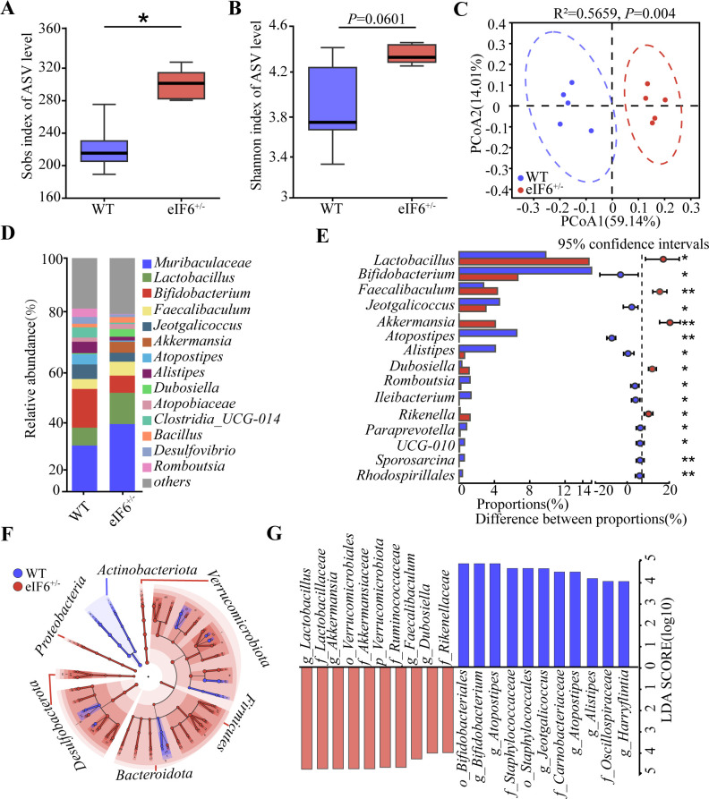 Graphs feature reduced alpha diversity and altered beta diversity in eIF6-deficient mice compared to WT. Genus-level relative abundance and specific taxa feature differences between groups. Gut microbiota composition at the phylum level varies.