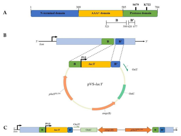 Figure 7