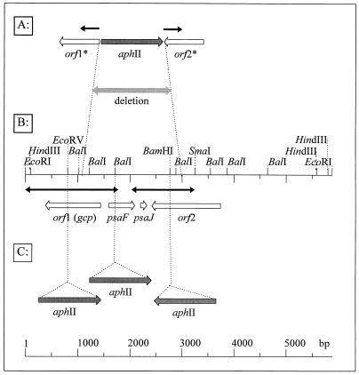 FIG. 1