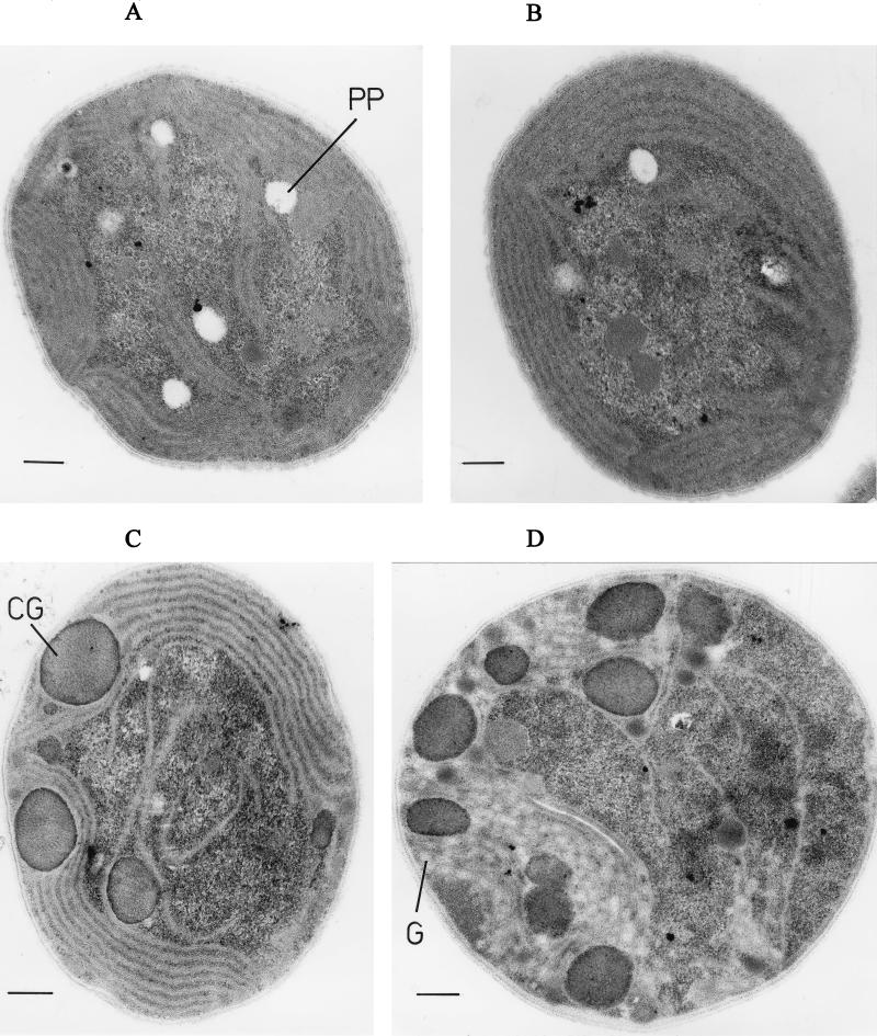 FIG. 5