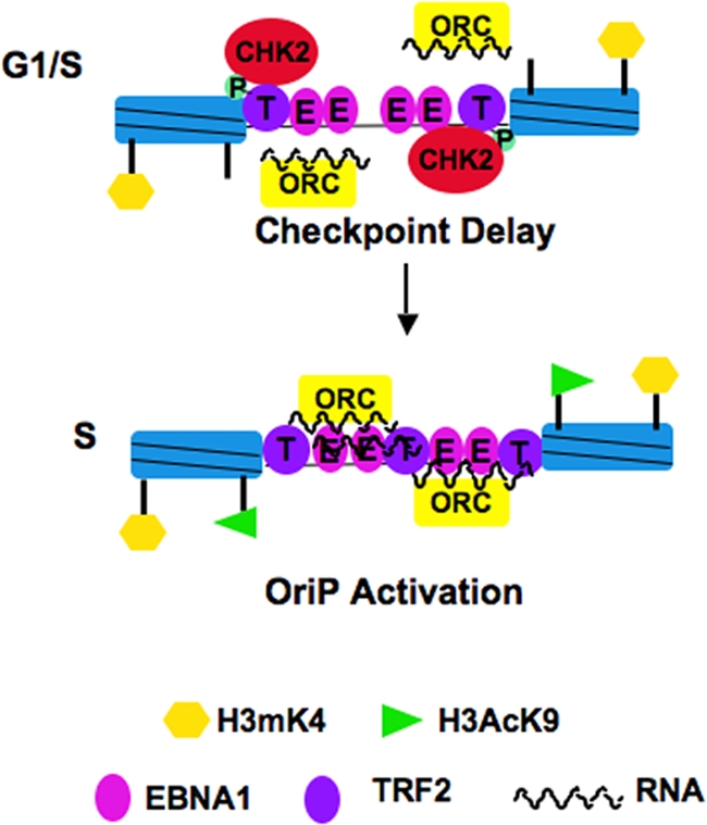 FIG. 7.