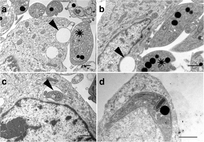 Fig. 10