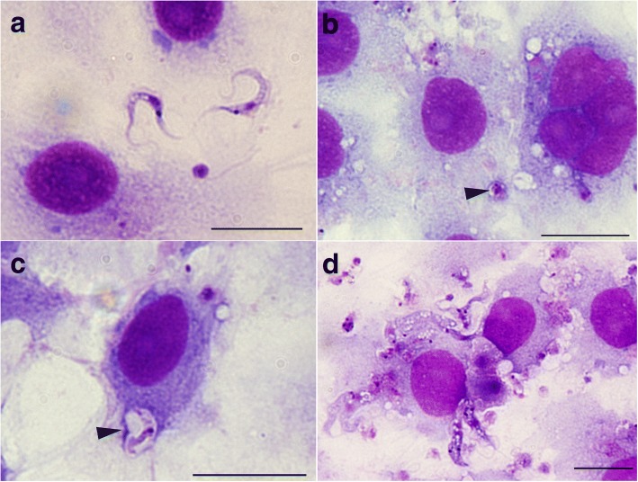 Fig. 3