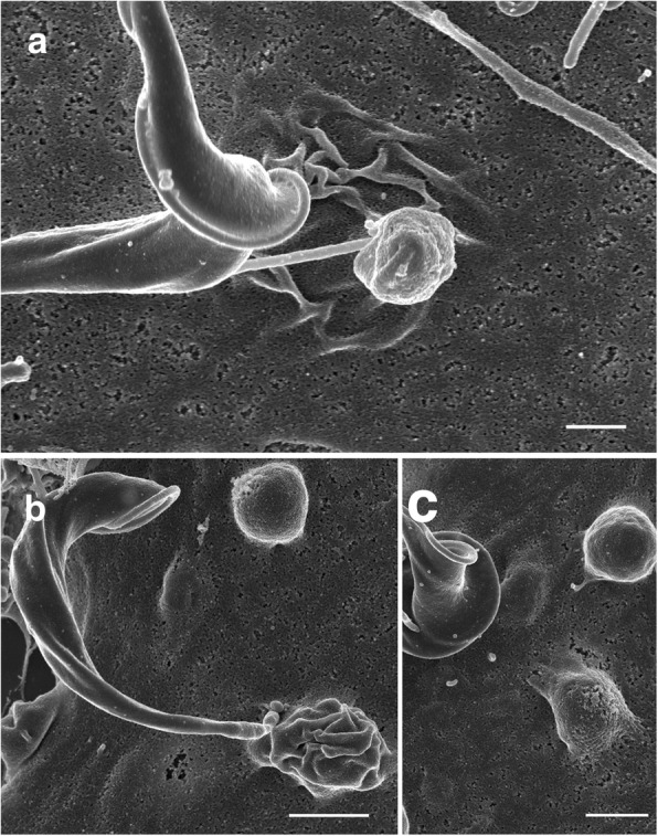 Fig. 8