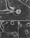 Fig. 8