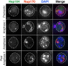 Figure 4—figure supplement 1.