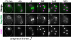 Figure 3—figure supplement 4.