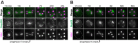 Figure 3—figure supplement 1.