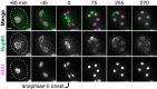 Figure 3—figure supplement 2.