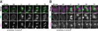 Figure 6—figure supplement 1.