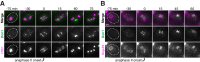 Figure 6—figure supplement 2.