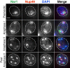 Figure 4—figure supplement 2.