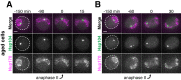 Figure 9—figure supplement 1.