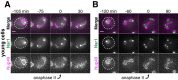 Figure 9—figure supplement 2.