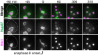 Figure 3—figure supplement 5.