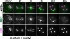 Figure 3—figure supplement 3.