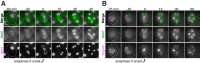 Figure 5—figure supplement 1.