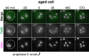 Figure 1—figure supplement 2.