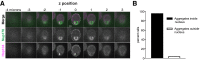 Figure 1—figure supplement 1.