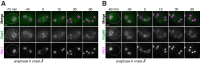 Figure 3—figure supplement 6.