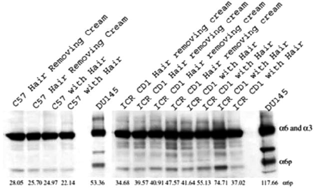 Fig. (1)