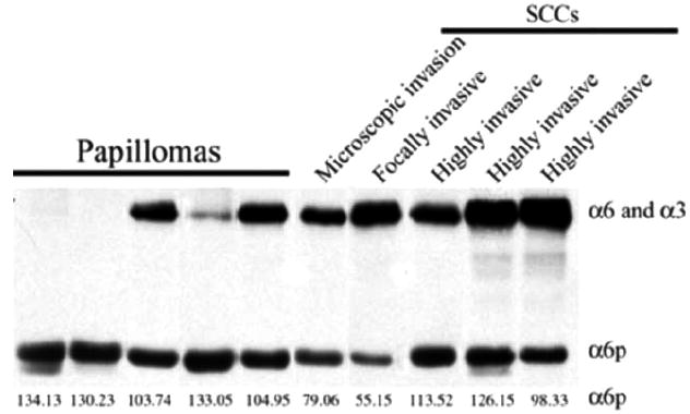 Fig. (2)