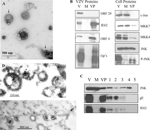 FIG. 7.