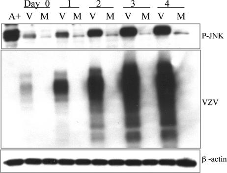 FIG. 2.