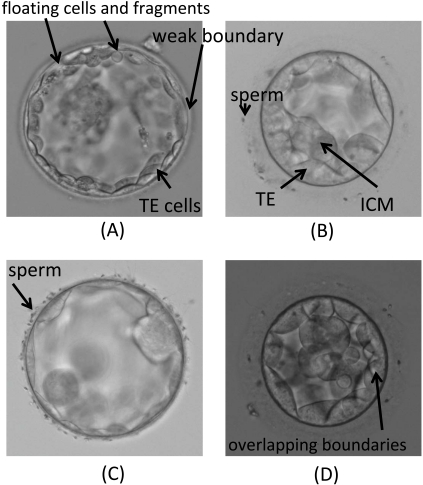 Fig. (2)