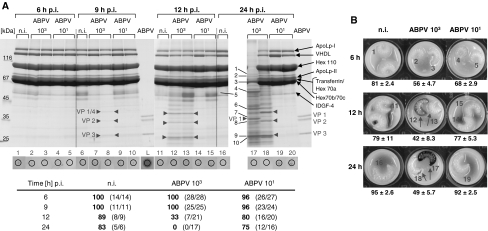 Fig. 3