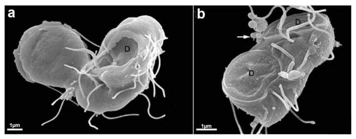 Figure 17