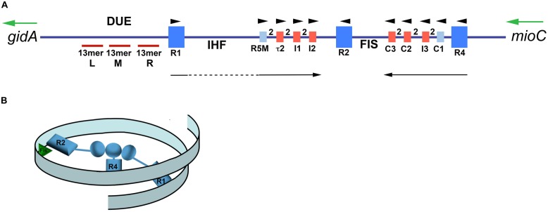 FIGURE 2