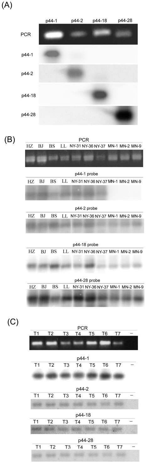 FIG. 1.