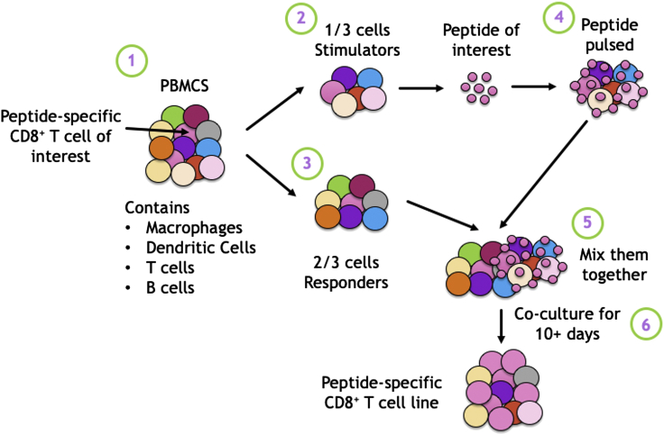 Figure 1