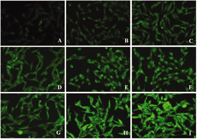 Figure 11.