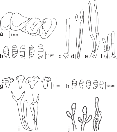 Fig. 5