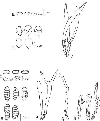 Fig. 11