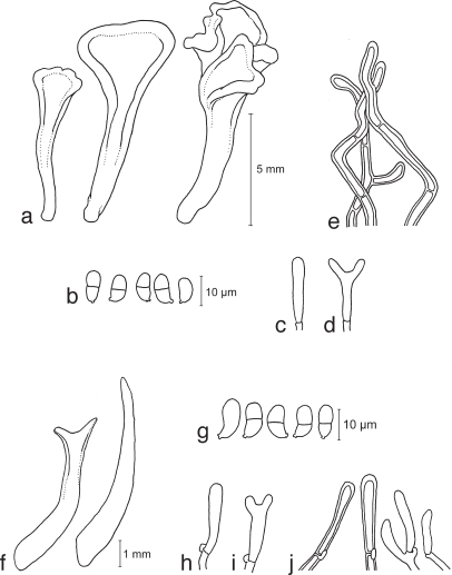 Fig. 12