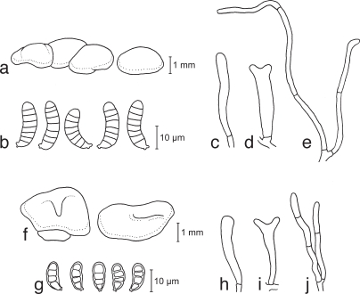 Fig. 9